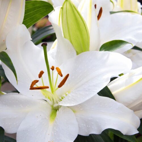 Λίλιουμ οριεντάλ λευκό