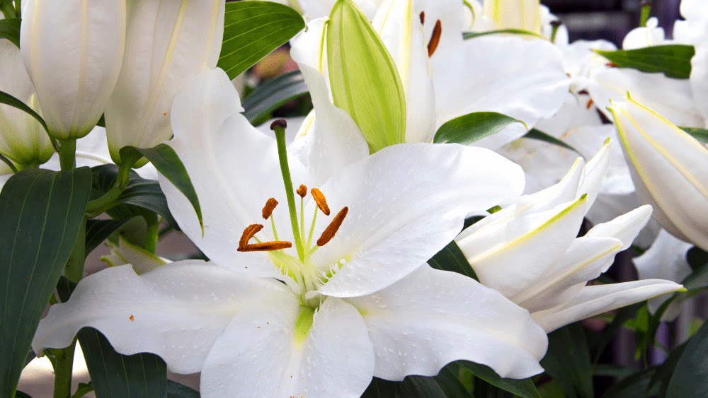 Λίλιουμ οριεντάλ λευκό Λίλιουμ οριεντάλ λευκό