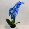 Λεβάντα 40cm 2 Ορχιδέα φαλαίνοψις μπλε σε κεραμικό κασπώ