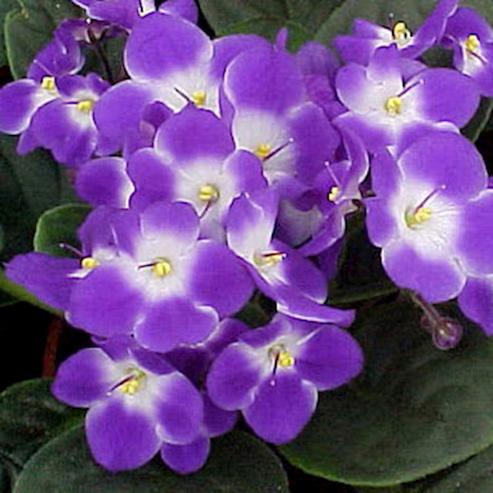 Σαιντπώλια μωβ σε τετράγωνο κουτί 2 Σαιντπώλια μωβ σε τετράγωνο κουτί - Image 2