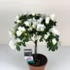 Γκουσμάνια 50cm σε κεραμικό κασπώ 3 Αζαλέα λευκή δενδρώδης