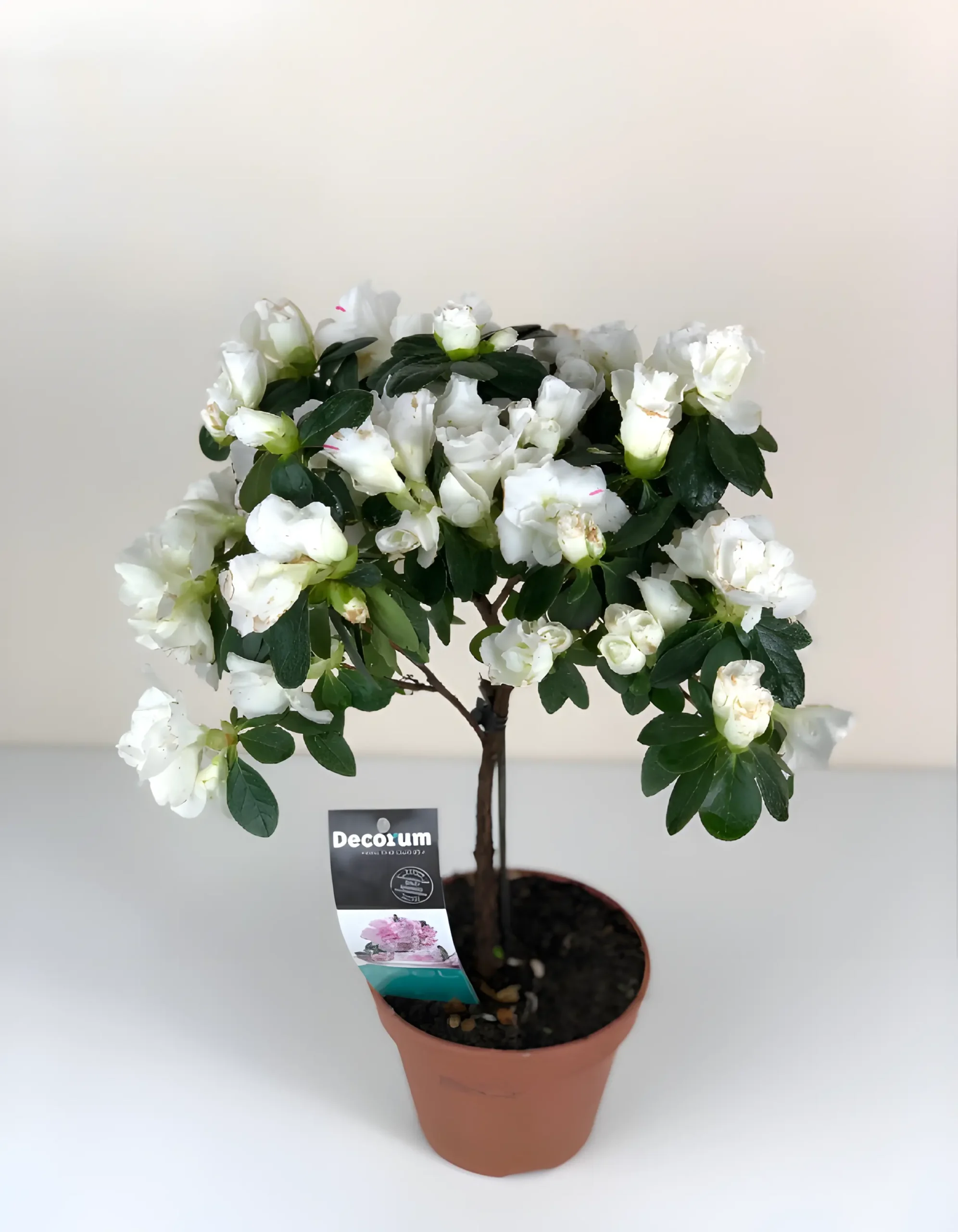 Αζαλέα λευκή δενδρώδης Αζαλέα λευκή δενδρώδης