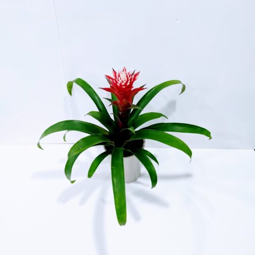 Γκουσμάνια 50cm σε κεραμικό κασπώ