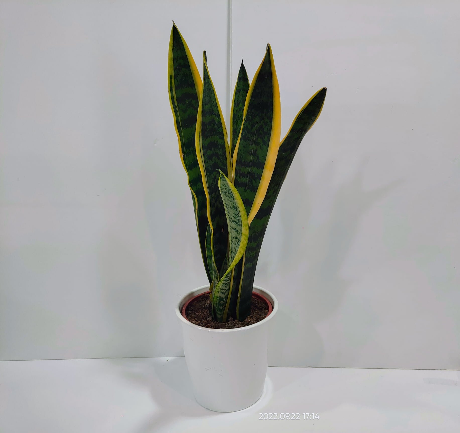 Σανσιβέρια 70cm σε κεραμική γλάστρα Σανσιβέρια 70cm σε κεραμική γλάστρα