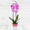 Σανσιβέρια 70cm σε κεραμική γλάστρα 2 Ορχιδέα φαλαίνοψις ροζ σε κεραμικό κασπό