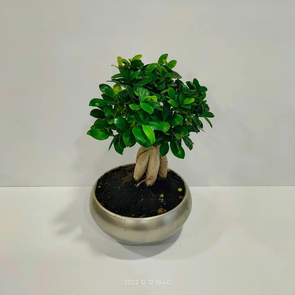 Bonsai ficus tree 45cm Bonsai ficus tree 45cm