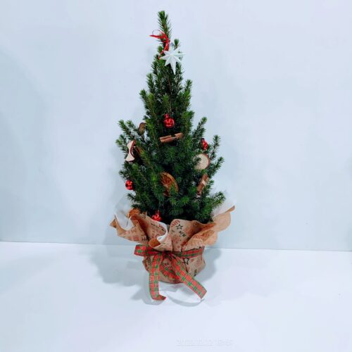 Έλατο - πικέα 60cm