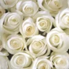 Τριαντάφυλλα λευκά ecuador 70cm