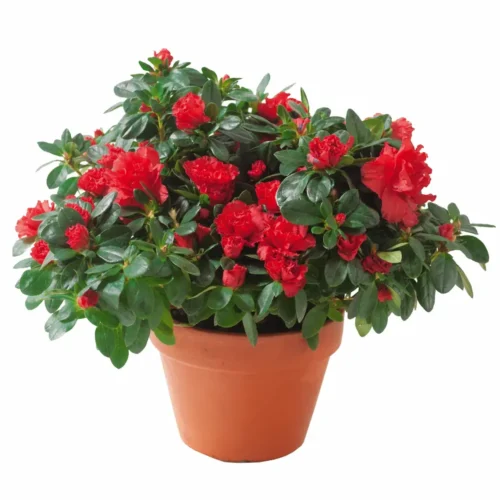 Αζαλέα κόκκινη