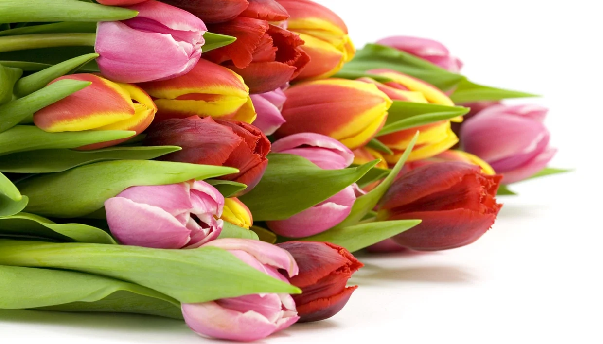 Τουλίπες πολύχρωμες Τουλίπες πολύχρωμες