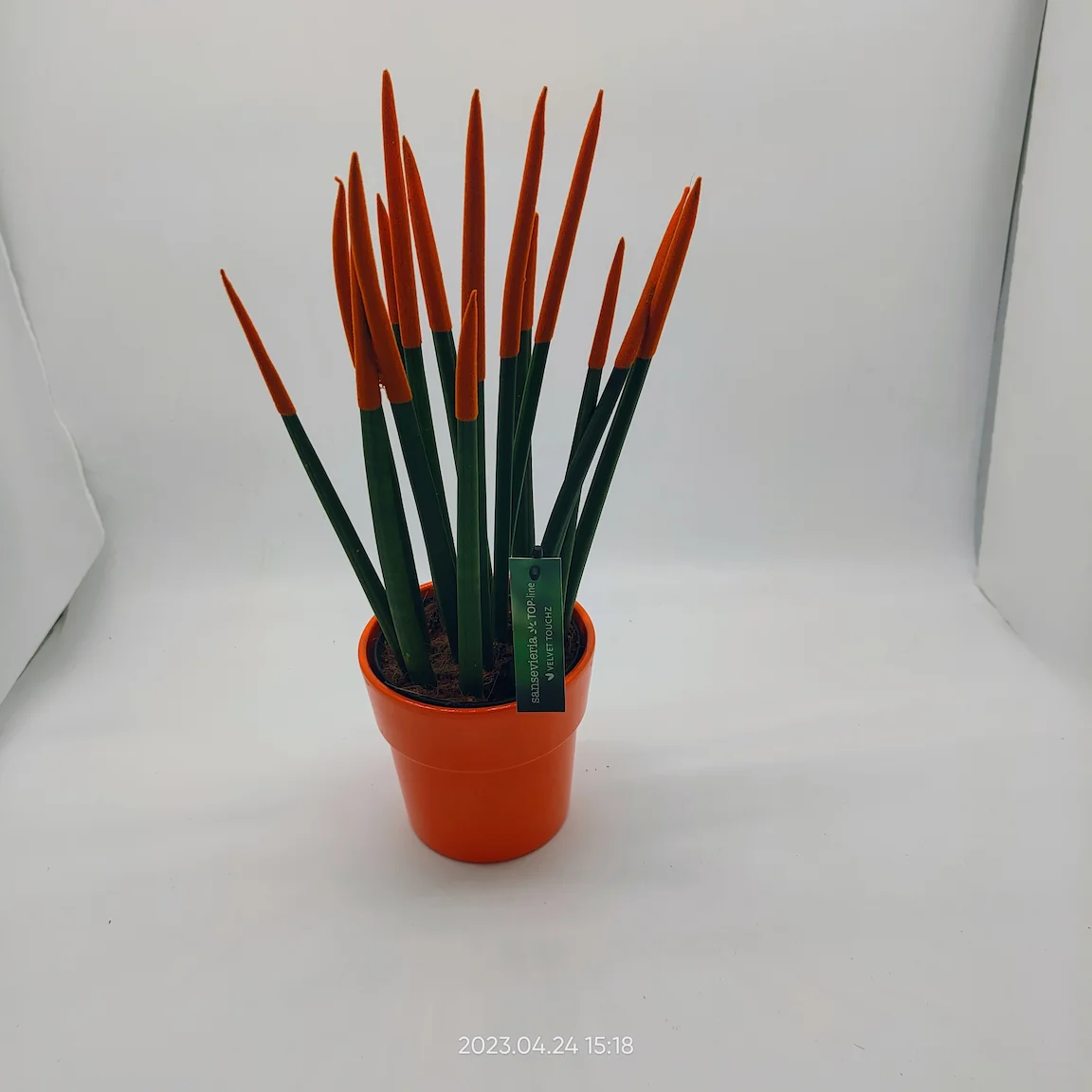 Σανσιβέρια κυλινδρική 40cm Σανσιβέρια κυλινδρική 40cm