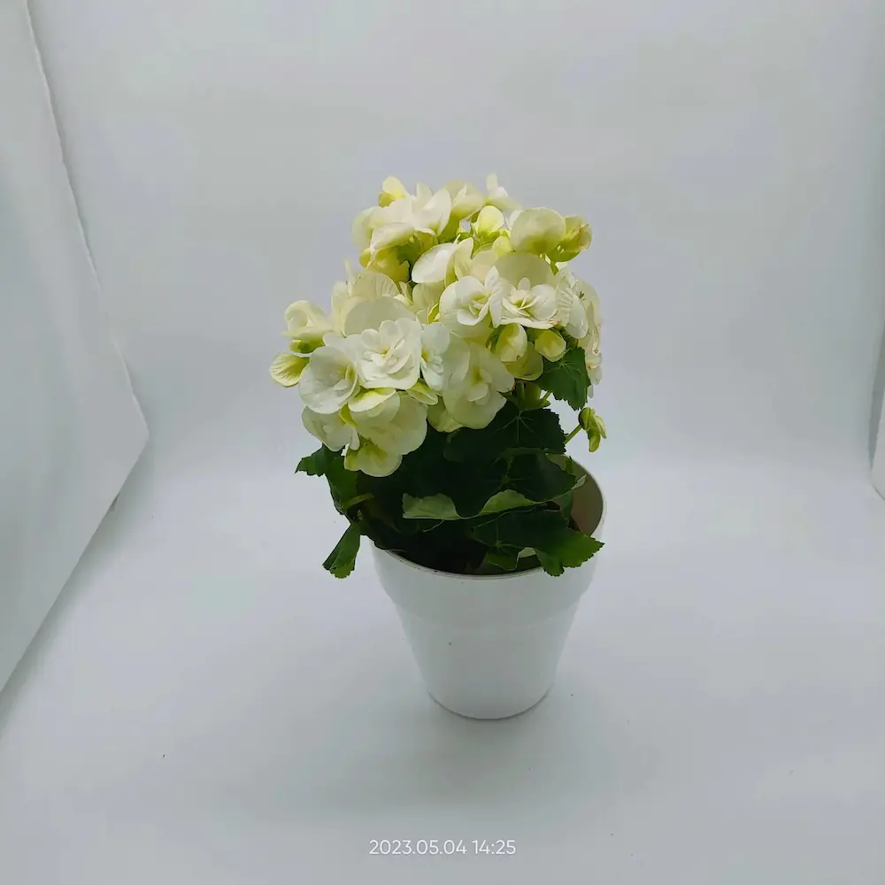 Βιγόνια λευκή Βιγόνια λευκή