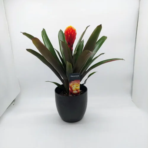 Γκουζμανια σε κεραμικό κασπώ