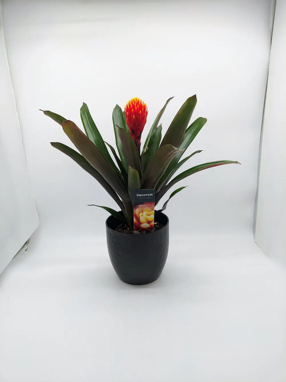 Γκουζμανια σε κεραμικό κασπώ Γκουζμανια σε κεραμικό κασπώ