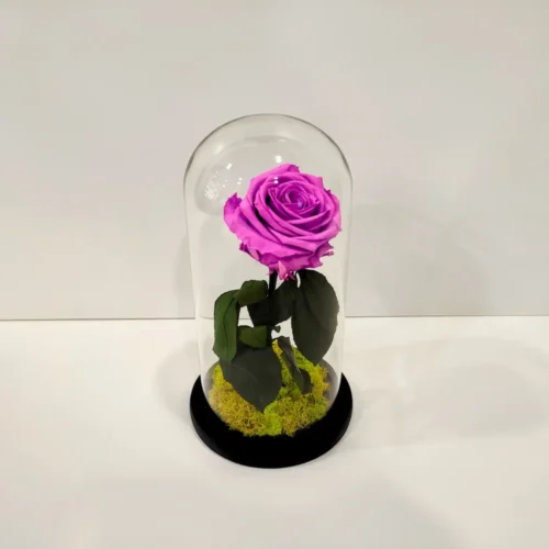 1 Forever Roses λιλά σε γυάλινη καμπάνα
