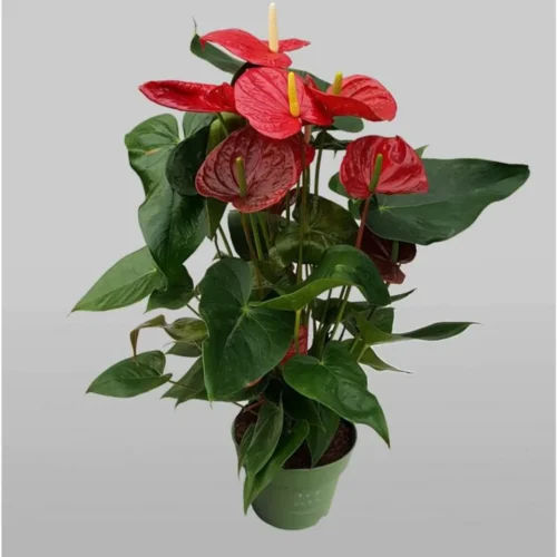 Ανθούριο 40cm