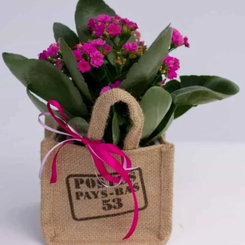 Καλαγχόη φούξια σε τσαντάκι από λινάτσα