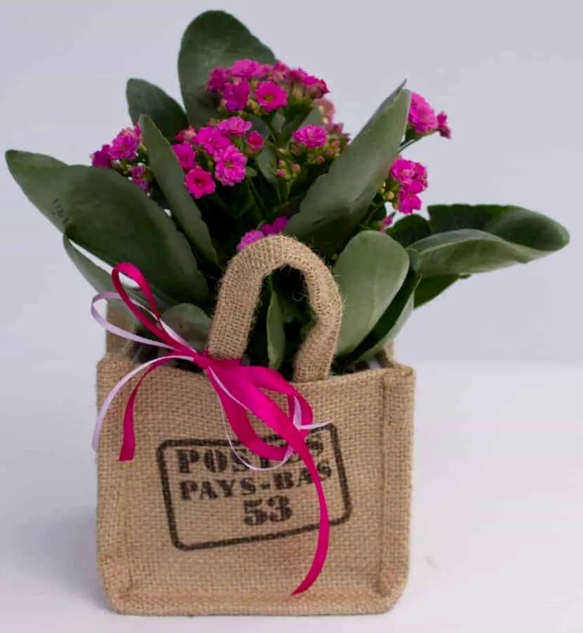 Καλαγχόη φούξια σε τσαντάκι από λινάτσα Καλαγχόη φούξια σε τσαντάκι από λινάτσα