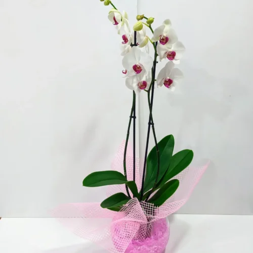 Ορχιδέα φαλαίνοψις (Phalaenopsis) Red Lips σε γύαλα με ροζ τζελ