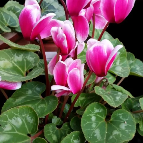 Κυκλάμινο δίχρωμο 45cm