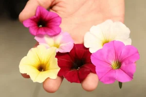 Πετούνιες στην αυλή μας σε 3 βήματα