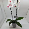 Ορχιδέα φαλαίνοψις Red lips σε κεραμική γλάστρα
