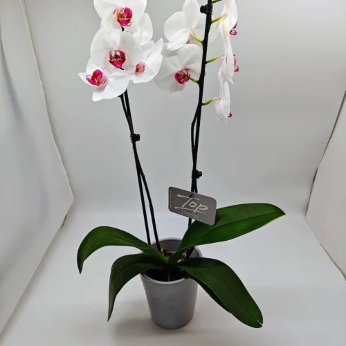 Ορχιδέα φαλαίνοψις Red lips σε κεραμική γλάστρα